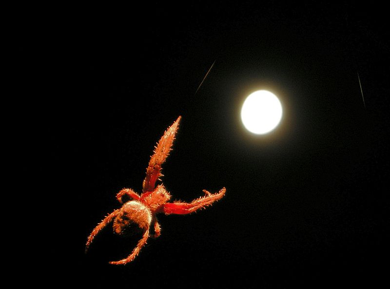 hunting the moon